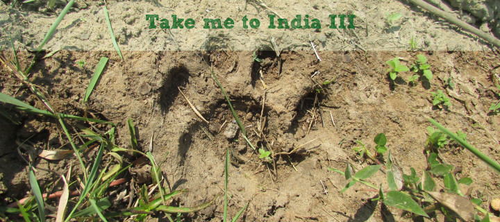 Take me to India III: Auf den Spuren des Tigers